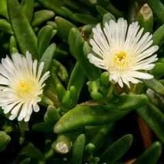 Kosmatec 'Wheels of Wonder White' - Delosperma hybrida 'Wheels of Wonder White'