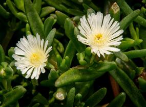 Kosmatec 'Wheels of Wonder White' - Delosperma hybrida 'Wheels of Wonder White'