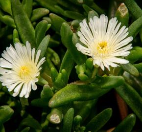 Kosmatec 'Wheels of Wonder White' - Delosperma hybrida 'Wheels of Wonder White'