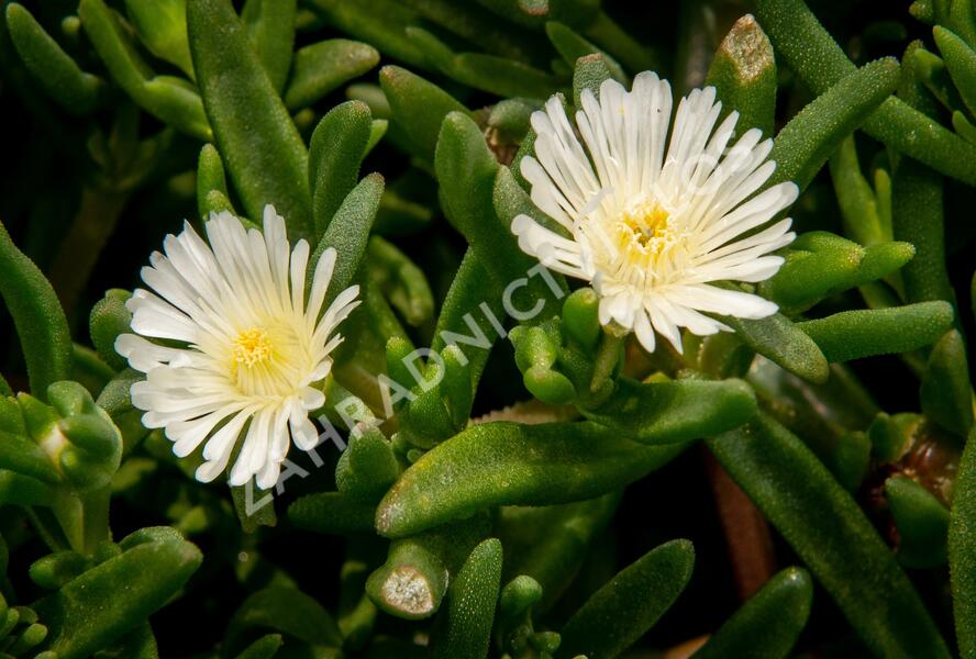 Kosmatec 'Wheels of Wonder White' - Delosperma hybrida 'Wheels of Wonder White'