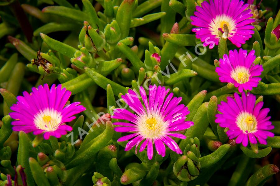 Kosmatec 'Wheels of Wonder Purple' - Delosperma hybrida 'Wheels of Wonder Purple'