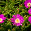 Kosmatec 'Wheels of Wonder Purple' - Delosperma hybrida 'Wheels of Wonder Purple'