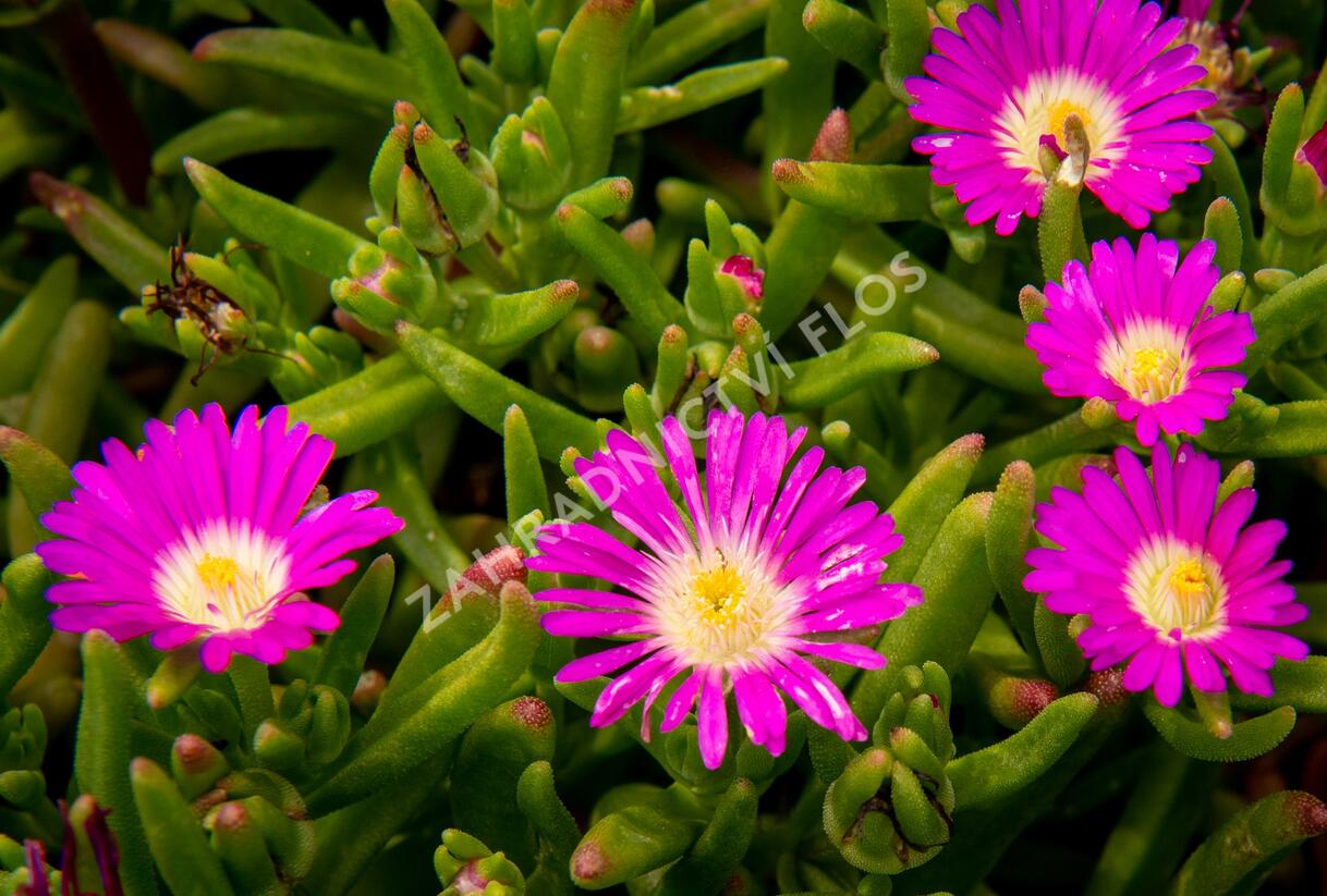 Kosmatec 'Wheels of Wonder Purple' - Delosperma hybrida 'Wheels of Wonder Purple'