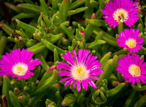 Kosmatec 'Wheels of Wonder Purple' - Delosperma hybrida 'Wheels of Wonder Purple'