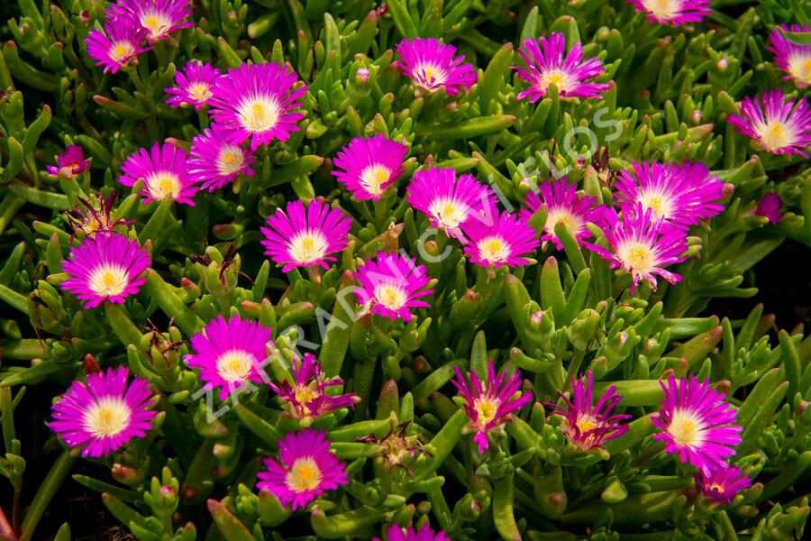 Kosmatec 'Wheels of Wonder Purple' - Delosperma hybrida 'Wheels of Wonder Purple'