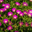 Kosmatec 'Wheels of Wonder Purple' - Delosperma hybrida 'Wheels of Wonder Purple'