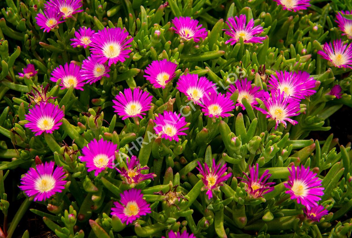 Kosmatec 'Wheels of Wonder Purple' - Delosperma hybrida 'Wheels of Wonder Purple'
