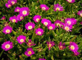 Kosmatec 'Wheels of Wonder Purple' - Delosperma hybrida 'Wheels of Wonder Purple'