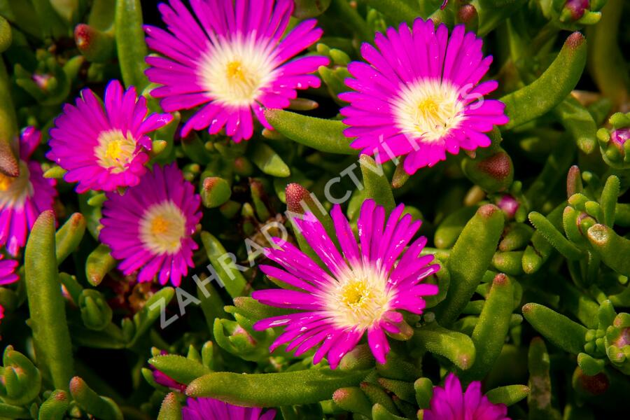 Kosmatec 'Wheels of Wonder Purple' - Delosperma hybrida 'Wheels of Wonder Purple'