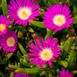 Kosmatec 'Wheels of Wonder Purple' - Delosperma hybrida 'Wheels of Wonder Purple'