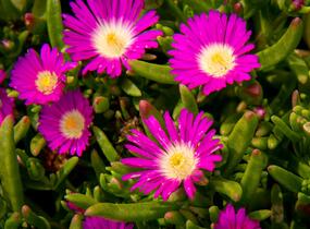 Kosmatec 'Wheels of Wonder Purple' - Delosperma hybrida 'Wheels of Wonder Purple'