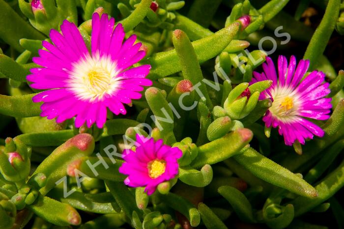 Kosmatec 'Wheels of Wonder Purple' - Delosperma hybrida 'Wheels of Wonder Purple'