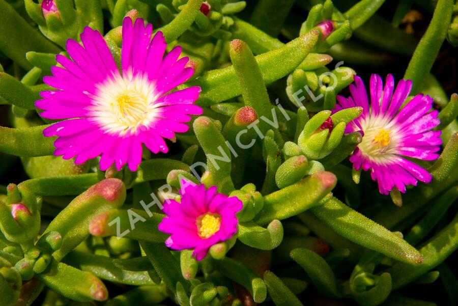 Kosmatec 'Wheels of Wonder Purple' - Delosperma hybrida 'Wheels of Wonder Purple'
