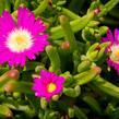 Kosmatec 'Wheels of Wonder Purple' - Delosperma hybrida 'Wheels of Wonder Purple'