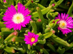 Kosmatec 'Wheels of Wonder Purple' - Delosperma hybrida 'Wheels of Wonder Purple'
