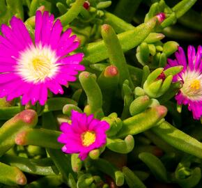 Kosmatec 'Wheels of Wonder Purple' - Delosperma hybrida 'Wheels of Wonder Purple'