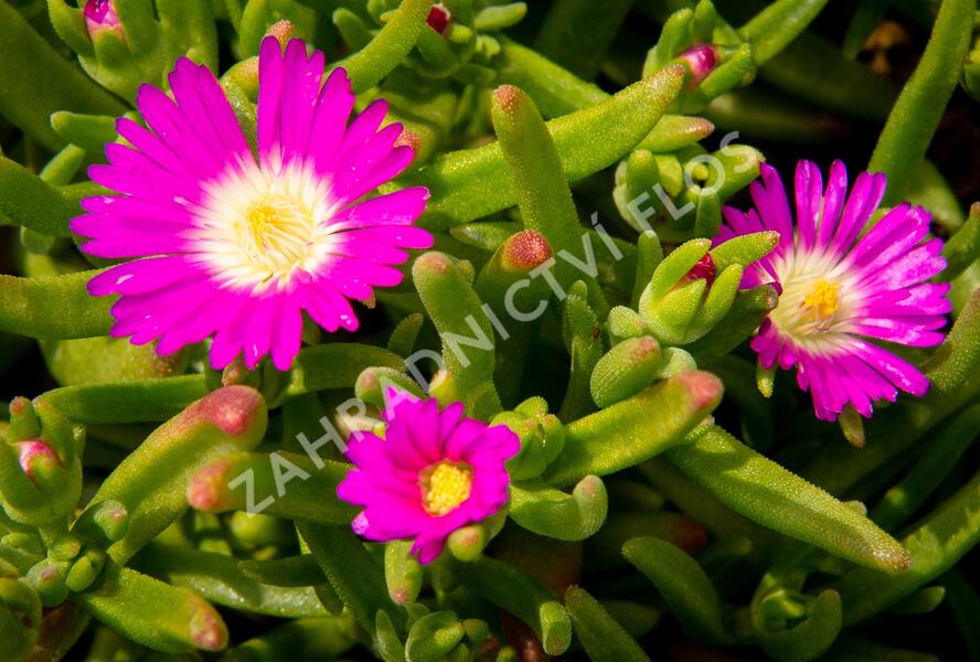Kosmatec 'Wheels of Wonder Purple' - Delosperma hybrida 'Wheels of Wonder Purple'