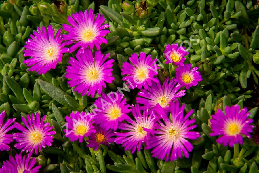 Kosmatec - Delosperma lavesii