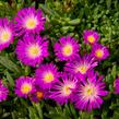 Kosmatec - Delosperma lavesii