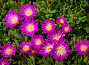 Kosmatec - Delosperma lavesii