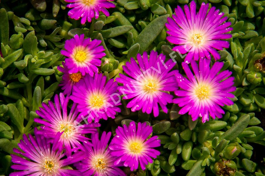 Kosmatec - Delosperma lavesii