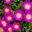 Kosmatec - Delosperma lavesii