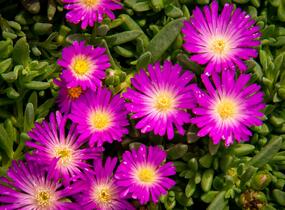 Kosmatec - Delosperma lavesii