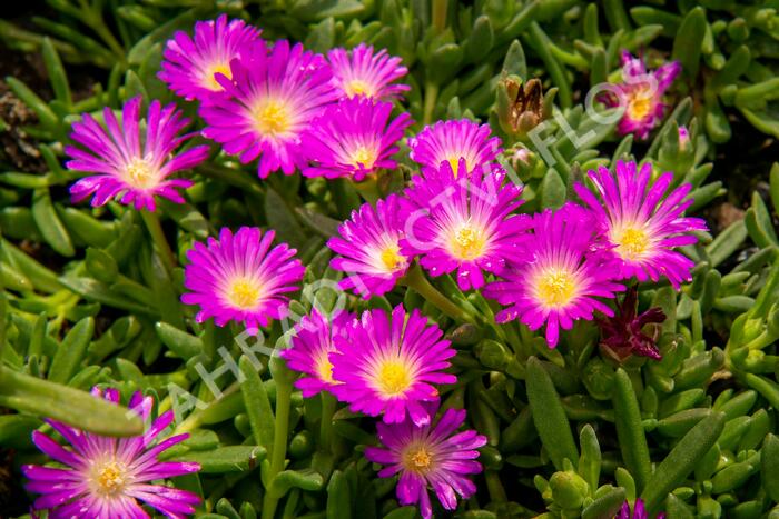 Kosmatec - Delosperma lavesii