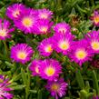 Kosmatec - Delosperma lavesii