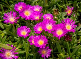 Kosmatec - Delosperma lavesii