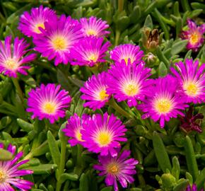 Kosmatec - Delosperma lavesii