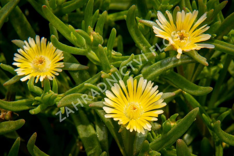 Kosmatec 'Wheels of Wonder Limoncello'' - Delosperma hybrida 'Wheels of Wonder Limoncello'