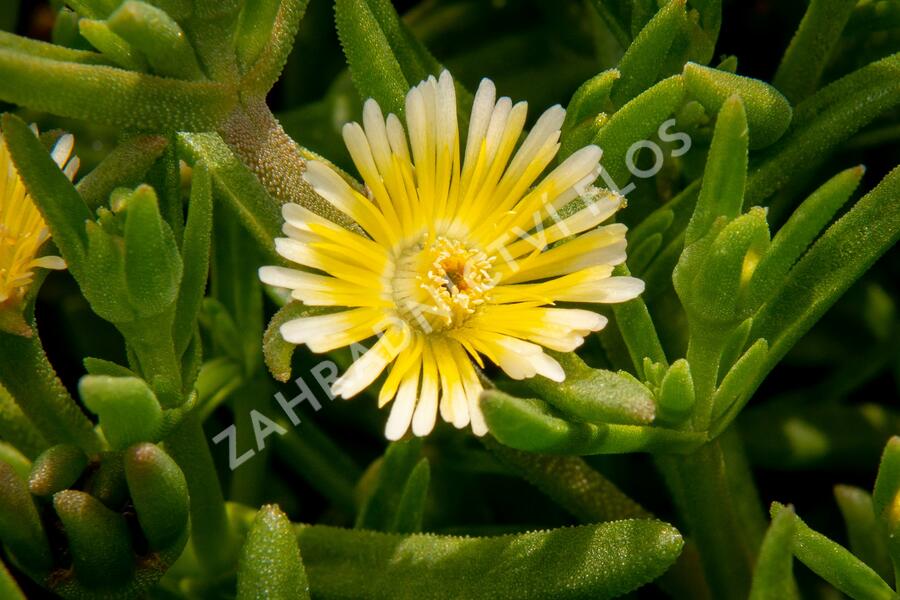 Kosmatec 'Wheels of Wonder Limoncello'' - Delosperma hybrida 'Wheels of Wonder Limoncello'