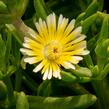 Kosmatec 'Wheels of Wonder Limoncello'' - Delosperma hybrida 'Wheels of Wonder Limoncello'