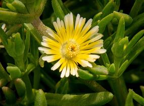 Kosmatec 'Wheels of Wonder Limoncello'' - Delosperma hybrida 'Wheels of Wonder Limoncello'