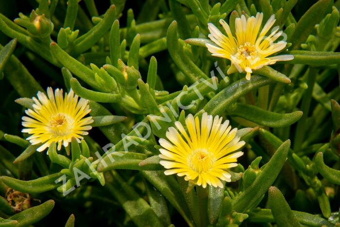 Kosmatec 'Wheels of Wonder Limoncello'' - Delosperma hybrida 'Wheels of Wonder Limoncello'