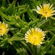 Kosmatec 'Wheels of Wonder Limoncello'' - Delosperma hybrida 'Wheels of Wonder Limoncello'