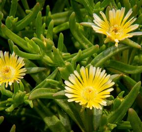 Kosmatec 'Wheels of Wonder Limoncello'' - Delosperma hybrida 'Wheels of Wonder Limoncello'