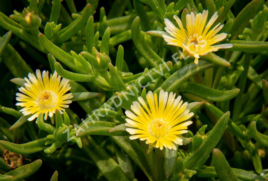 Kosmatec 'Wheels of Wonder Limoncello'' - Delosperma hybrida 'Wheels of Wonder Limoncello'