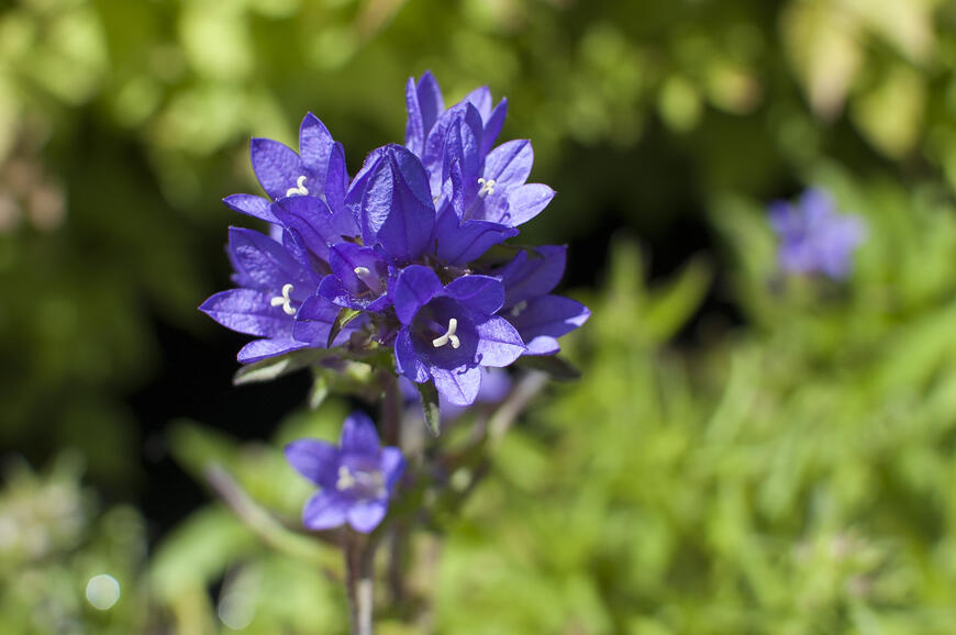 Campanula glomerata ´Acaulis´ (2)