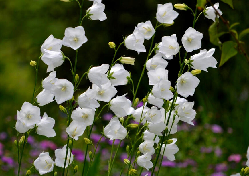 campanula persicifolia_zvonek broskvolistý