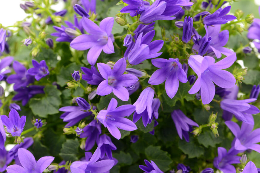 Campanula poscharskyana