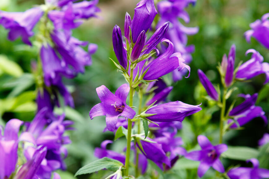 Campanula latifolia