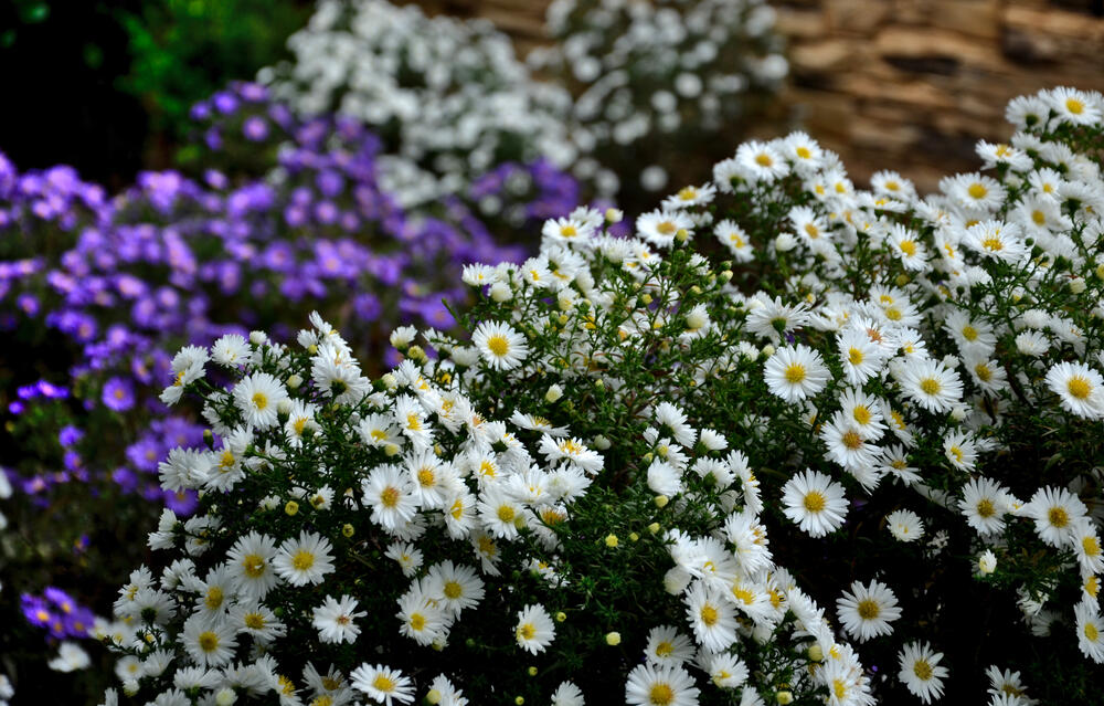 astry_bílá a fialová