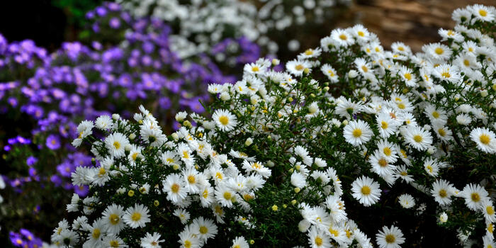 astry_bílá a fialová