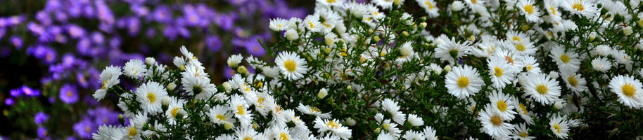 astry_bílá a fialová