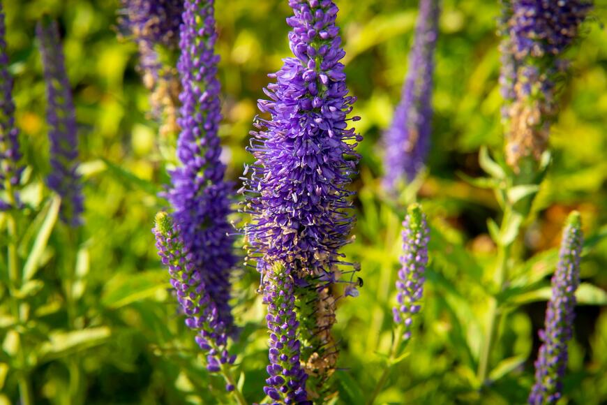 Veronica spicata 'Christa'_05