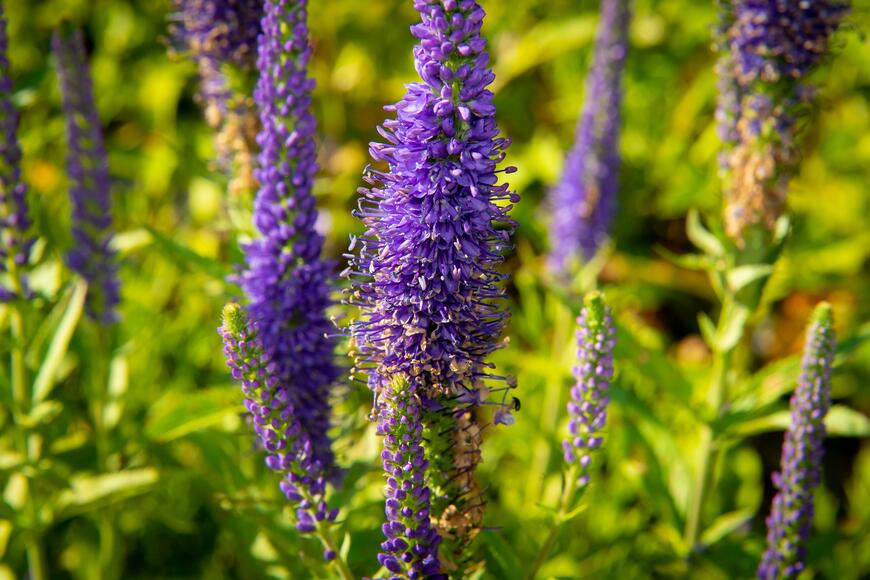 Veronica spicata ''Christa''_05