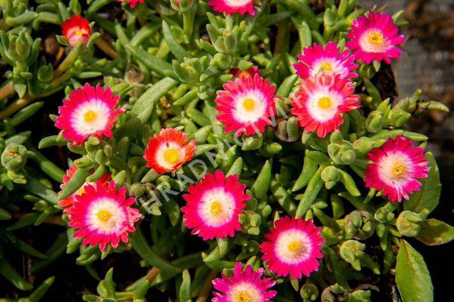 Kosmatec 'Jewel of Desert Amethyst' - Delosperma hybrida 'Jewel of Desert Amethyst'