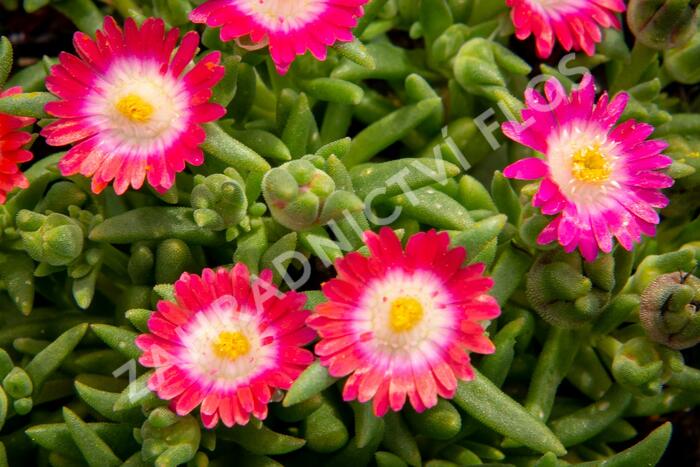 Kosmatec 'Jewel of Desert Amethyst' - Delosperma hybrida 'Jewel of Desert Amethyst'